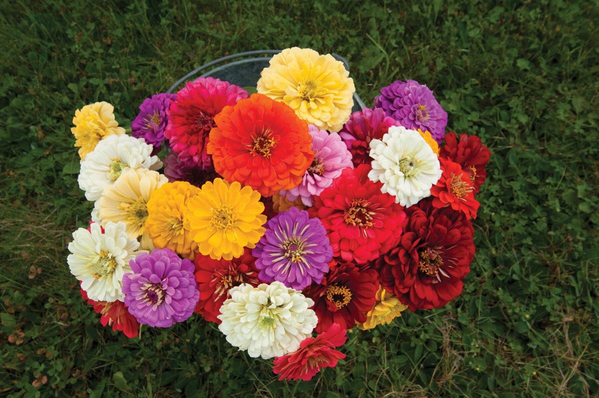 Giant Dahlia Flowered Mix – Zinnia Seed